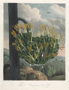 Der Tempel der Flora oder Garten der Natur: Die Amerikanische Aloe
