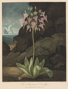 Der Tempel der Flora oder Garten der Natur: Die Amerikanische Kuhschelle von Robert John Thornton