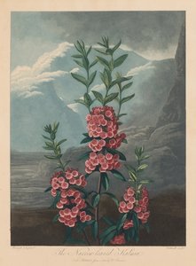 Der Tempel der Flora oder Garten der Natur: Die schmalblättrige Kalmie, Berglorbeer, 1804 von Robert John Thornton