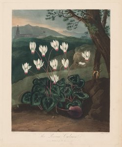 Der Tempel der Flora oder Garten der Natur: Das persische Alpenveilchen, 1799-1807 von Robert John Thornton