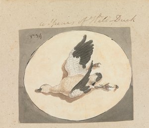 Eine Art Wildente von Robert Mabon
