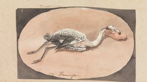 Flamingo von Robert Mabon