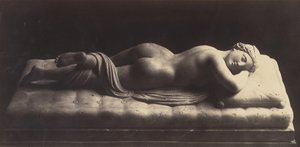 Der Hermaphrodit