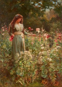 Mohnblumen sammeln
