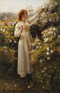Wilde Rose