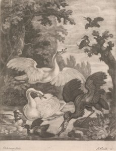 Wasservögel von Robert Robinson