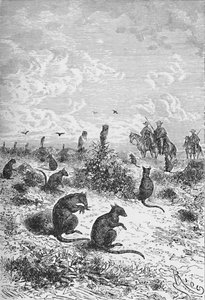 Bizcachas, ca. 1885, 1890