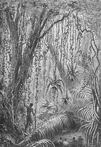 Brasilianischer Wald, ca. 1885-1890