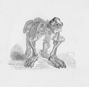 Skelett des Megatheriums, ca. 1885, 1890