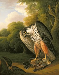 Ein Hobbyfalke und Beute bei Buxton geschossen