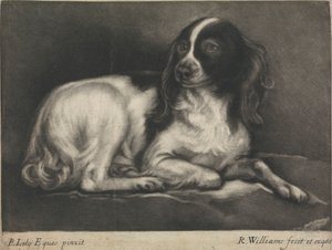 Ein Spaniel
