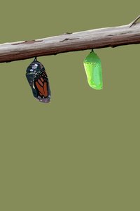 Monarch-Kokons von Roberta Murray