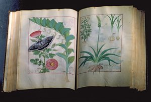 Ms Fr. Fv VI #1 Zwei Seiten, die Rose und Knoblauch darstellen, aus Das Buch der einfachen Heilmittel von Mattheus Platearius (gest. ca. 1161) ca. 1470 von Robinet Testard