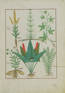 Ms Fr. Fv VI #1 fol.125r Obere Reihe: Mais, Equisetum und Labruscae flos. Untere Reihe: Gänseblümchen, Jarus und Majoran, Illustration aus Das einfache Buch der Medizin, von Mattheaus Platearius von Robinet Testard