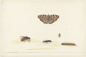 Studienblatt mit verschiedenen Insekten