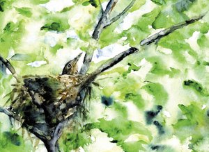 Babyvogel grünes Nest von RodMacIver