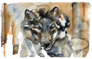 Wilder Wolf Aquarell von RodMacIver