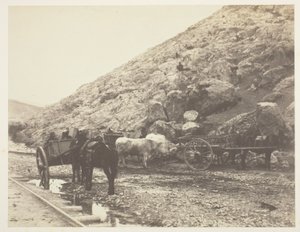 Rinder und Karren verlassen Balaklava, 1855