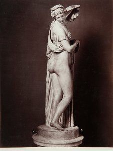 Die Venus Callipigia