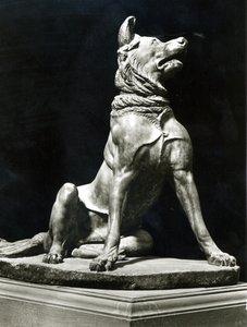 Bullmastiff-Hund