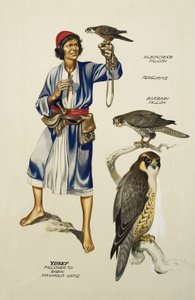 Yusef, Falkner von Scheich Mahmoud Hafiz von Ron Embleton