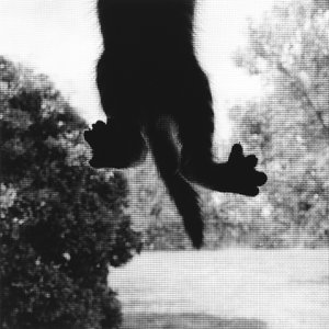 Kletternde Katze