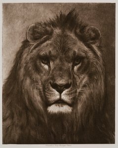 Löwe von Rosa Bonheur