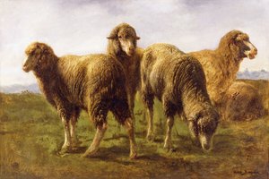 Schafe weiden auf einer Wiese