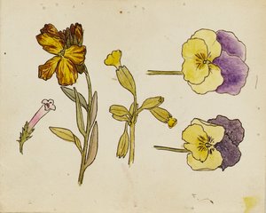 Studie von Blumen - Stiefmütterchen, Goldlack