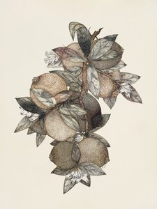 Granatapfel (1867) Rufus King
