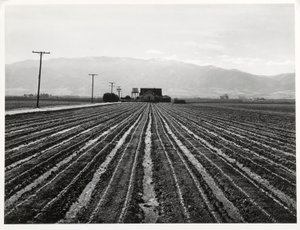 Junger Salat, Salinas, Kalifornien
