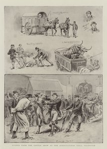 Szenen von der Viehschau in der Agricultural Hall, Islington