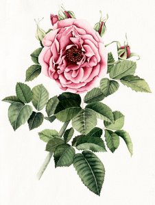 Blühende Rosa Rose