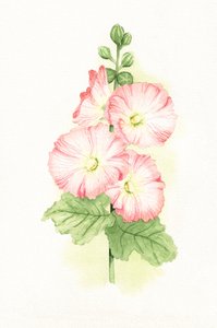 Rosa Stockrosen Aquarell