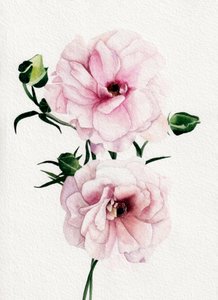 Rosa Aquarellblüten