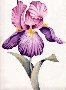 Lebhafte Violette Iris