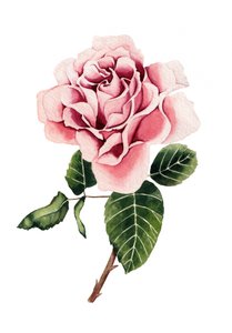 Aquarell Rosa Rose