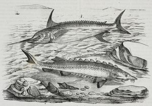 1 Schwertfisch (Xiphias gladius), 2 Stör (Acipenser sturio), Lithographie von Salvatore Puglia aus Poliorama Pittoresco, Nr. 10, 16. Oktober