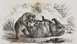 Bären von Asturien, Spanien, Lithographie von Salvatore Puglia