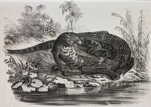 Kaiman und Jaguar, Lithographie von Salvatore Puglia aus Poliorama Pittoresco, Nr. 16, 25. November von Salvatore Puglia