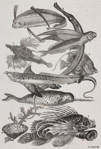 Meerestiere: 1 Dattiloftera, 2 Syngnathus, 3 Pegasus, 4 Trachypterus, 5 Chaetodon, 6 Kaninchenfisch, 7 Einhorn (Narwal), 8 Fliegende Pteroids, 9 Attinia