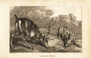 Begegnung zwischen einem Hirsch, Cervus elaphus, und einem Schneeleoparden, Panthera uncia von Samuel (after) Howitt