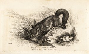 Fuchs greift eine Ente und ihr Nest mit Eiern an von Samuel (after) Howitt
