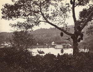 Ein Blick von der Upper Lake Road zeigt Tempel und Insel mit Park – Obstbaum im Vordergrund von Samuel Bourne
