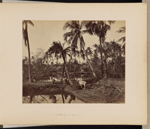 Kalkutta; Ländliche Szenen und das Landleben in Bengalen von Samuel Bourne