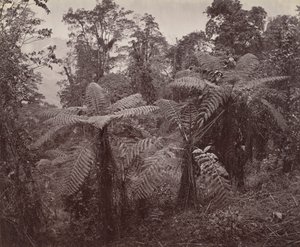 Darjeeling, Gruppe von Baumfarnen in Lebong