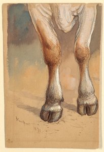 Zeichnung, Studien nach Rindern, 1871 von Samuel Colman