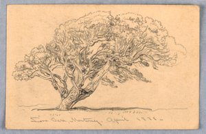 Studien: Bäume, Santa Barbara, Kalifornien, 1888 von Samuel Colman