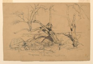 Studien: Bäume, Santa Barbara, Kalifornien, 3. Februar 1888 von Samuel Colman