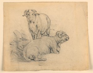 Studie. Zwei Widder., ca. 1850 von Samuel Colman